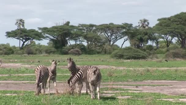 Botswana afrikai szavanna Afrika, vadló Zebra — Stock videók