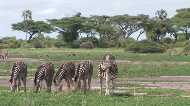 Afrika Botsvana Savannah Afrika vahşi Zebra at — Stok video