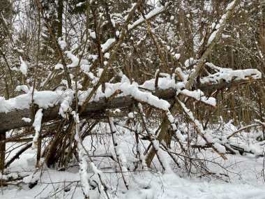 Gauja nehir kıyısı buz tabakası Letonya Vidzeme
