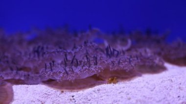 Mercan hayat sualtı video 1080p