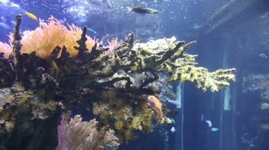 Mercan hayat sualtı video 1080p