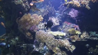 Mercan hayat sualtı video 1080p