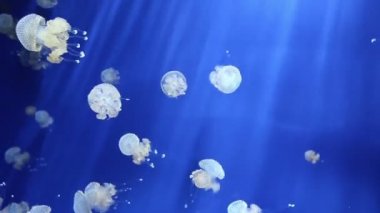 denizanası medusa sualtı video 1080p