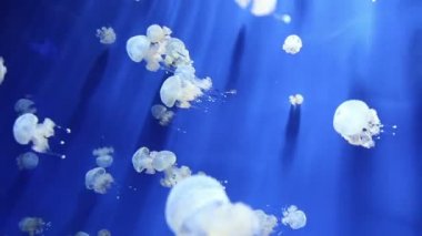 denizanası medusa sualtı video 1080p