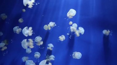 denizanası medusa sualtı video 1080p