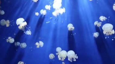 denizanası medusa sualtı video 1080p