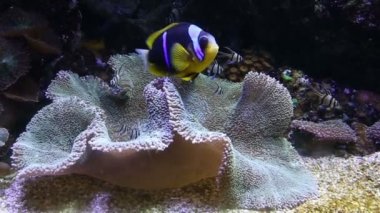 Mercan hayat sualtı video 1080p