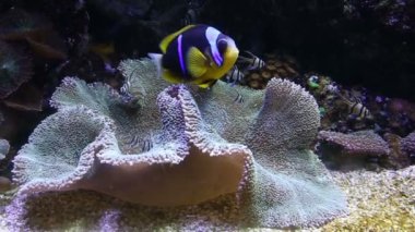 Mercan hayat sualtı video 1080p