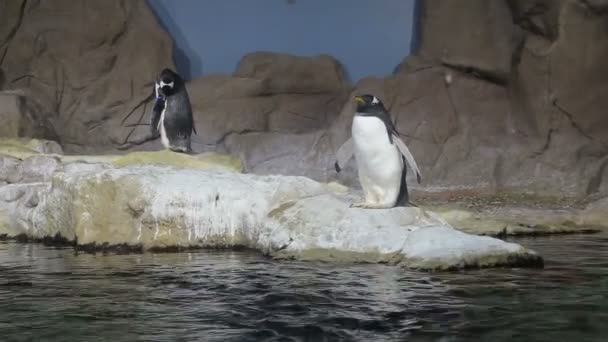 Arctique pingouin vidéo 1080P 