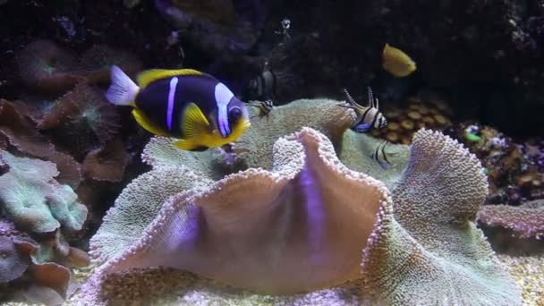 Coral life underwater video 1080p — Stock Video