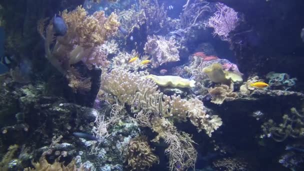 Коралловая жизнь под водой видео 1080p — стоковое видео