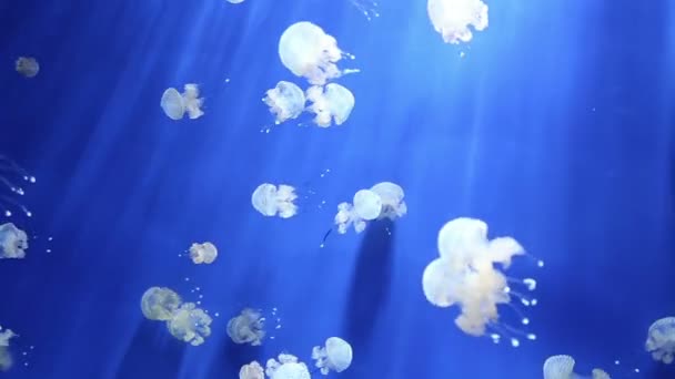 Medusa medusa medusa vídeo submarino 1080p — Vídeo de stock