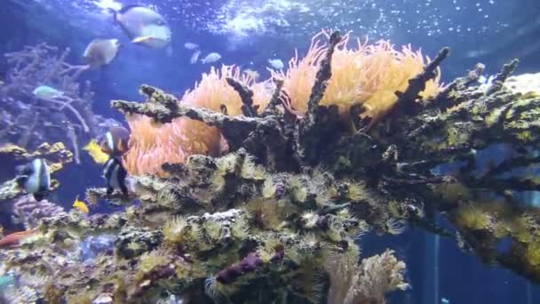 Coral life underwater video 1080p — Stock Video