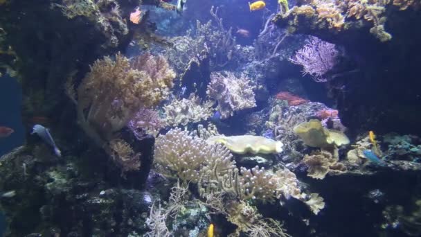 Koraal leven onderwater video 1080p — Stockvideo