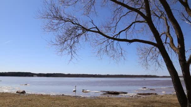 Cisnes de primavera en el río 1080p — Vídeo de stock