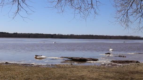 Cygnes de printemps sur la rivière 1080p — Video