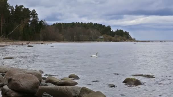 Mar Báltico praia costa Kurzeme Roja — Vídeo de Stock