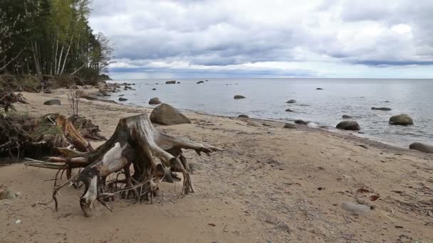 Βαλτική ακτή παραλία Kurzeme Roja — Αρχείο Βίντεο
