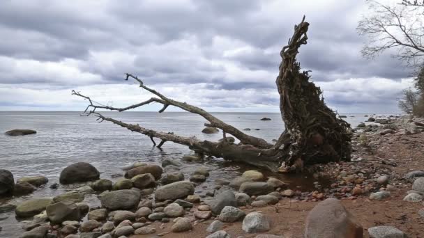 Côte de la mer Baltique plage Kurzeme Roja — Video