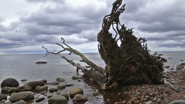 Mar Báltico playa Kurzeme Roja — Vídeos de Stock