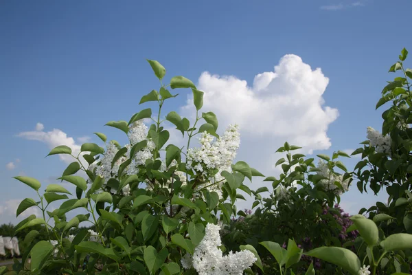 여름 라일락 정원 라트비아 — 스톡 사진