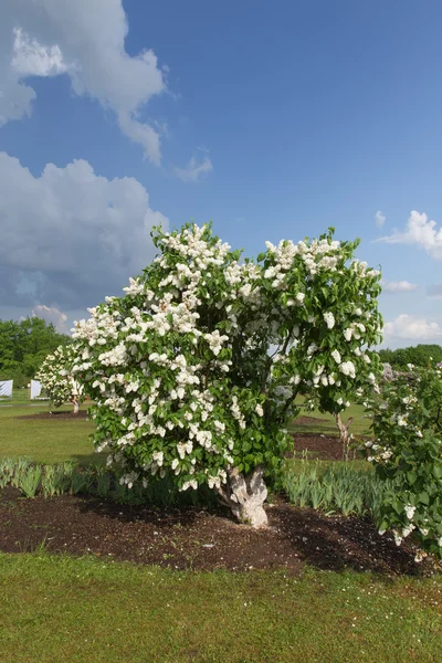 Verano Lila jardín Letonia — Foto de Stock