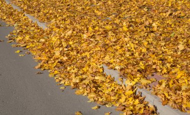 Altın Sonbahar sezonu ağaç Letonya