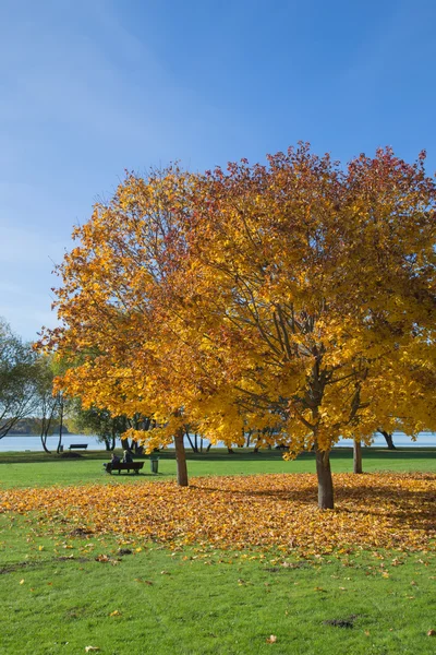 Golden Autumn season tree Latvia (em inglês) — Fotografia de Stock