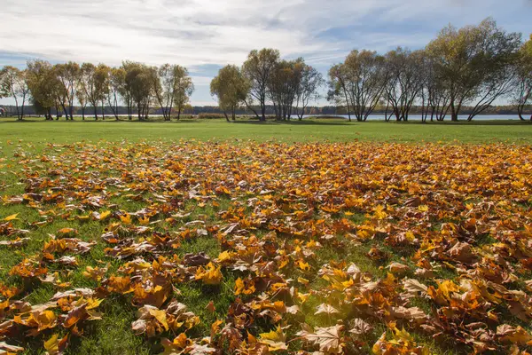 Golden Autumn season tree Latvia (em inglês) — Fotografia de Stock