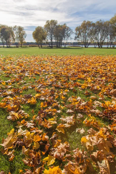 Golden Autumn season tree Latvia (em inglês) — Fotografia de Stock