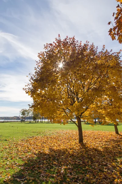 Golden Autumn season tree Latvia (em inglês) — Fotografia de Stock