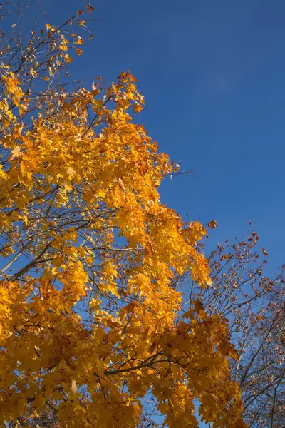 Golden Autumn season tree Latvia (em inglês) — Fotografia de Stock