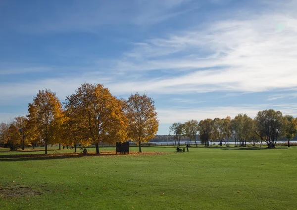 Golden Autumn season tree Latvia (em inglês) — Fotografia de Stock