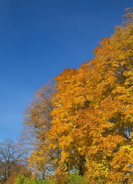Golden Autumn season tree Latvia (em inglês) — Fotografia de Stock