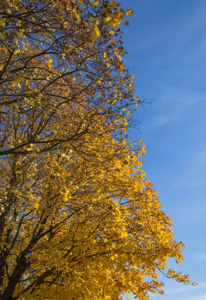 Golden Autumn season tree Latvia (em inglês) — Fotografia de Stock