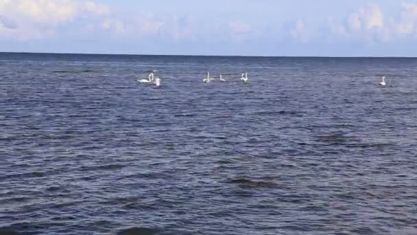 Östersjön seglar utmed kusten beach Kurzeme Roja — Stockvideo