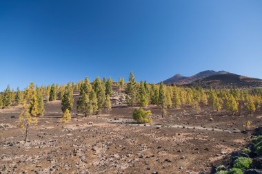 Teide Tenerife Kanarya volkan manzaralar