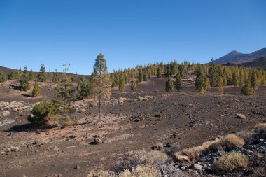 Teide Tenerife Kanarya volkan manzaralar
