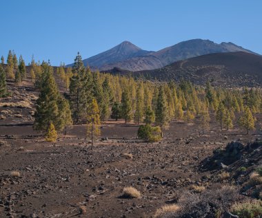 Teide Tenerife Kanarya volkan manzaralar