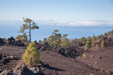 Teide Tenerife Kanarya volkan manzaralar