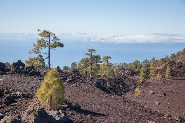 Τοπία των Καναρίων Νήσων ηφαίστειο του Teide Τενερίφη — Φωτογραφία Αρχείου