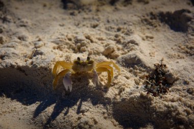 Küçük soluk bir hayalet yengeç desenli altın kumun üzerine yerleştirilmiş pençelerini kaldırmış ve göze çarpan saplantılı gözler, parlak güneş ışığı altında keskin bir gölge bırakıyor..