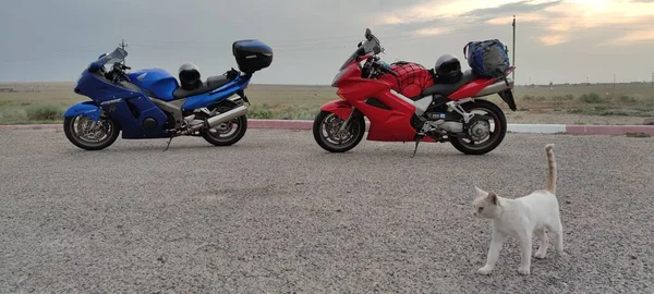 Paisaje Con Carretera Esteparia Dos Motos Gato Callejero — Foto de Stock