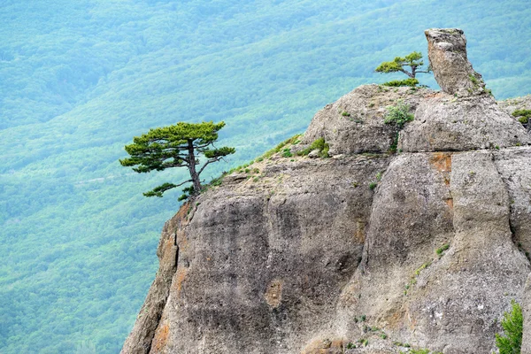 Albero solitario su una roccia nella montagna di Demerdji. Paesaggio di Cri — Foto Stock