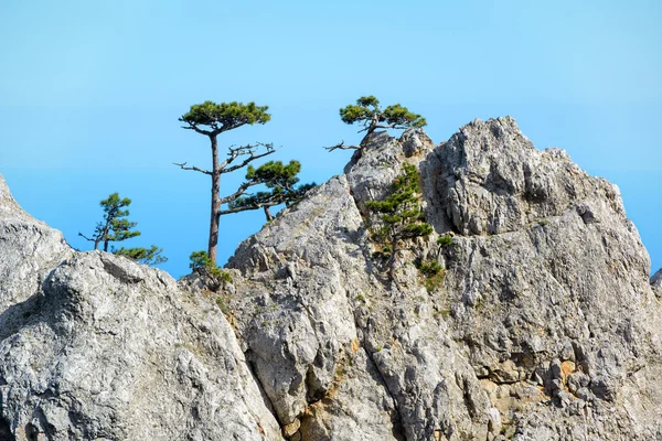 Bäume auf einem Felsen im Berg ai-Petri. Krim-Landschaft. — Stockfoto