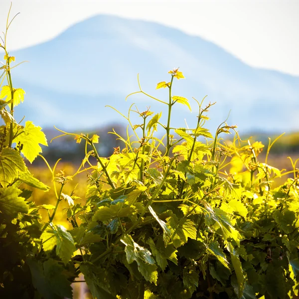 Vignoble ensoleillé en Crimée — Photo