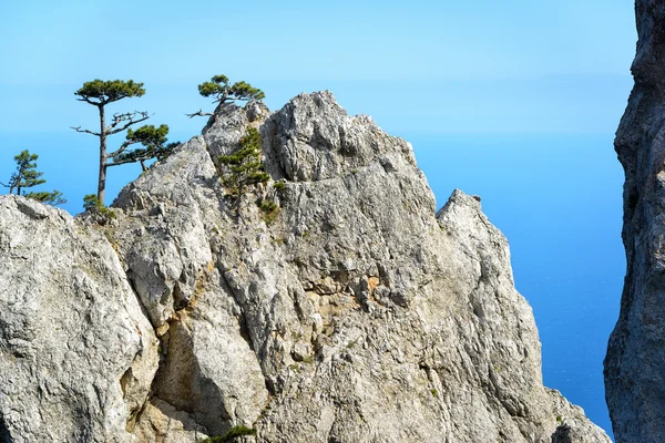 Bäume auf einem Felsen im Berg ai-petri, Krim — Stockfoto