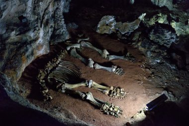 Karstik Mağarası'yalan bir bebek mamut iskelet