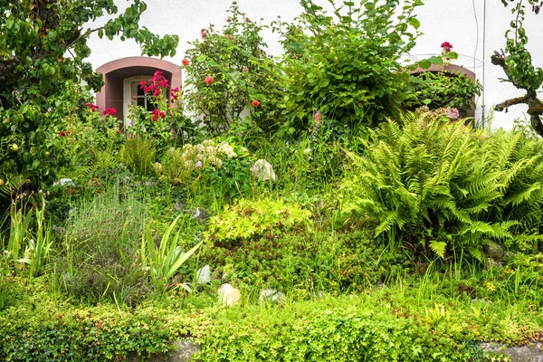 주택에 조경을 여름에는 아름다운 조경을 이루는 뒷마당이나 마당의 녹색으로 뒤덮인 — 스톡 사진