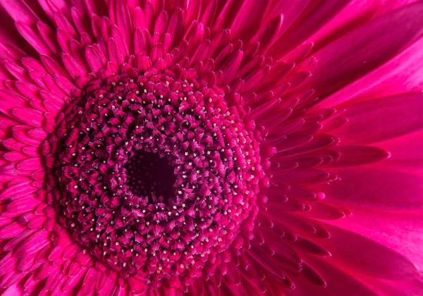 Macro Photography Pink Gerbera Flower Fresh Nature Plant Closeup Floral — Stock Photo, Image